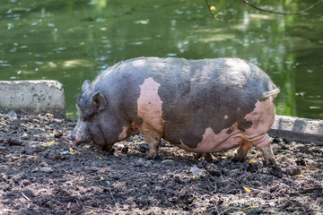 Gray spotted Vietnamese pig on a farm in a swamp. Breeding of pigs_