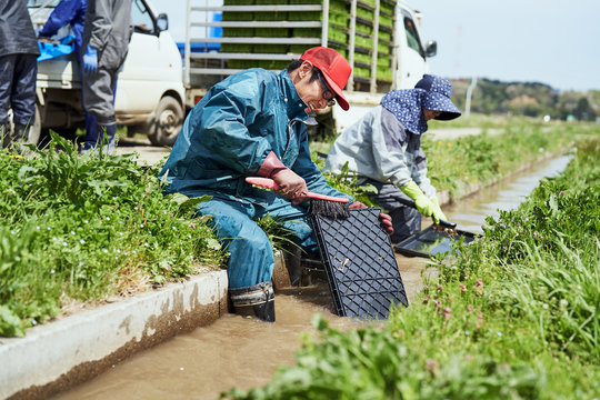 Farmers washing seedling box