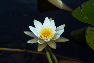 white water lily bud in the swamp