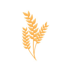 Ripe ears of corn. Vector illustration on white background.