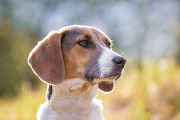 Dog breeds an Estonian hound, a portrait, on a blurred background_