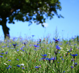 blumenwiese insektenweide