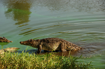 Cuban crocodile (Crocodylus rhombifer). Wild crocodile in water