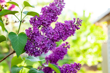 Sunny summer day. Close up veiw of lilac branch. Lilac blooms in the garden. Summertime concept. ..