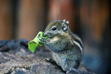 Portrait eines Streifenhörnchen beim Salat essen