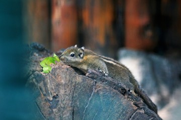 Portrait eines Streifenhörnchen beim Salat essen