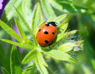 Nahaufnahme von einem Marienkäfer
