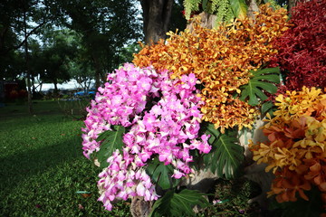 Orchid flowers are beautiful and colorful.