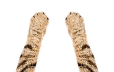 Paws of a cat Scottish Straight, closeup, isolated on white background