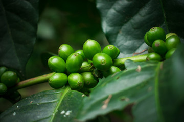 Green cherries that are ripe in red and ready to store