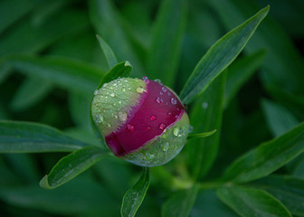 Close-up image of red peony bud in the garden, macro burgundy peony flower in the park with water drops, freshness after rain
