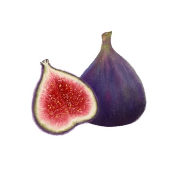 recommend clip art: Hand drawn illustration of fig fruit. Realistic clip art of fresh figs on white background 