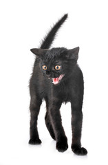 black kitten in studio