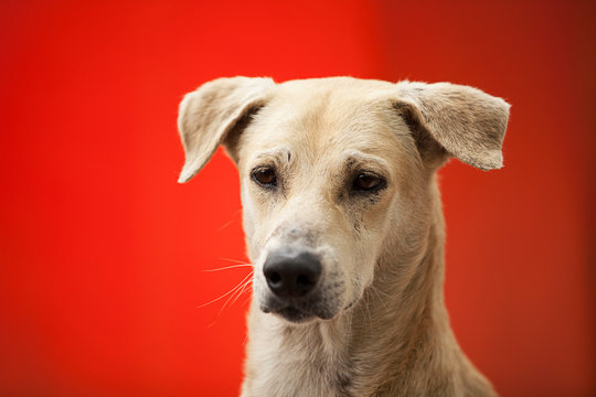 Combai dog, close-up, ARAI tekdi, Pune, Maharashtra, India.