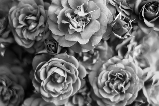 Bouquet of beautiful black and white roses close-up