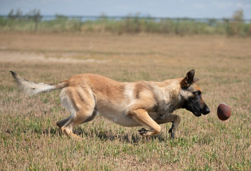 Fototapeta premium training of police dog