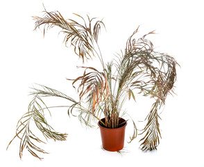 dead plant in studio