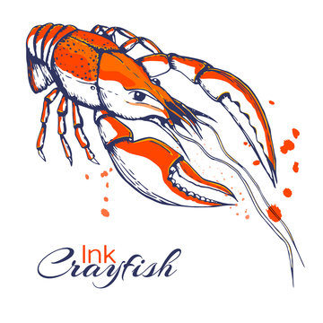 ink hand drawn crayfish concept for decoration or design. Ink spattered crawfish illustration. vector red boiled lobster drawn in ink. seafood concept with color splashes on white with place for text