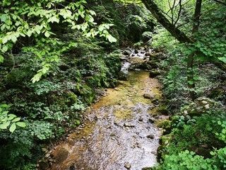 Fototapeta premium Alpen Natur Wald Wildnis