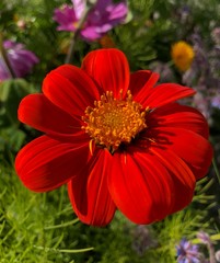 red flower in the garden