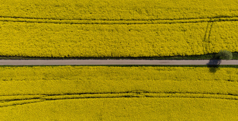 Small road going straight through a canola field in full bloom outside a small village in southern...