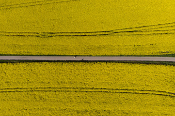 Small road going straight through a canola field in full bloom outside a small village in southern Sweden. Shot from straight above with a drone.