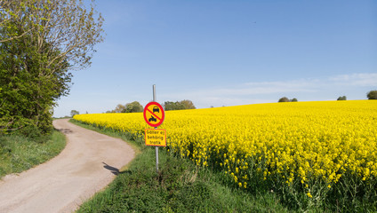 A gravel road leading into the rural parts of southern Sweden with a canola fields edge on one side and trees of the other side of the road. With a sign telling entrance forbidden taken during sunset.