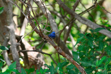 Black naped monarch or black-naped blue flycatcher, Hypothymis azurea,  Tadoba National Park, Chandrapur, Maharashtra, India