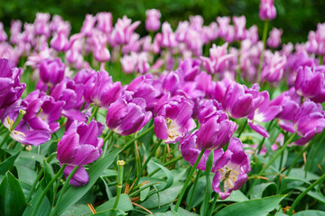 Pink tulips blooming in spring. Tulipanes background. Beautiful Dutch flowers in the garden