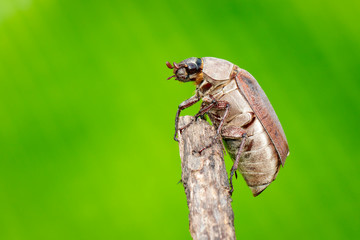 Image of cockchafer (Melolontha melolontha) on a branch on a natural background. Insect. Animals.