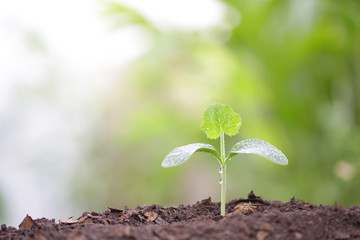 Young green pumpkin plant growing in the morning with dew