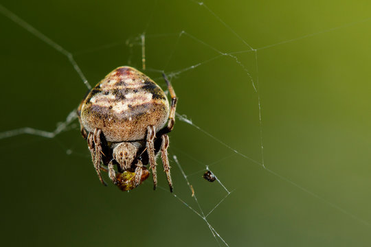 Image of garden spider(Araneinae) at eat the bait on spider web over natural black background