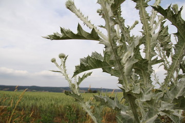 thistle