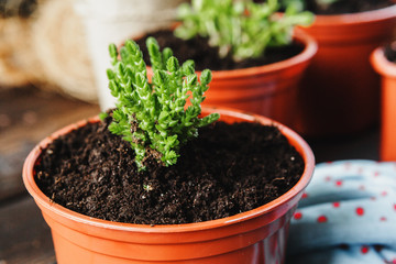 arrangement of the succulents or cactus succulents