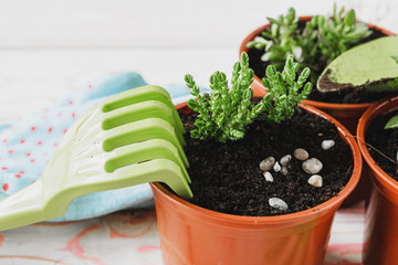  Collection of various house plants, gardening gloves, potting soil and trowel on white wooden background. Potting house plants background.