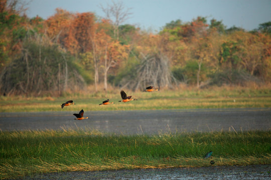 Lesser whistling ducks, Dendrocygna javanica, Tadoba National Park, Chandrapur, Maharashtra, India