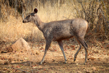 Sambar deer, Rusa unicolor, Tadoba National Park, Chandrapur, Maharashtra, India