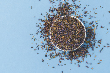 Dried lavender flowers on blue background. Top view