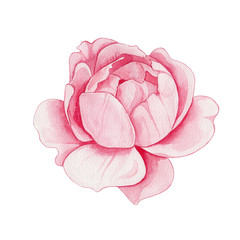 Watercolor illustration of a single pink peony