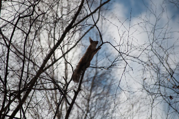 squirrel climbing a tree