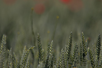 Fototapeta premium Straws of wheat in a field with poppy flowers in the background. Taken in a field outside the village of Glumslöv in southern Sweden. 