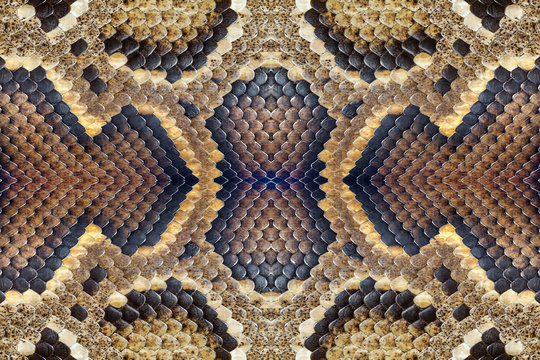Colorful patterned skins of pythons.