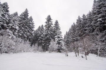 Obraz premium Snowy winter day in the woods of a mountain