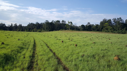 Fototapeta na wymiar Termite hills in Loango National Park Gabon
