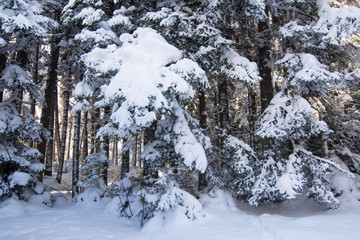 Fototapeta na wymiar Winter saga snow in the woods