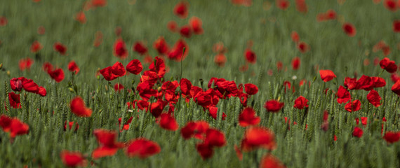 Obraz premium Wheat field with lots of poppy flowers sticking up outside the small town of Glumslöv in southern Sweden. 