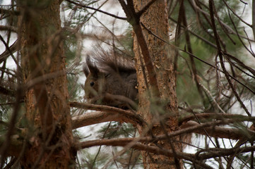 squirrel on a tree