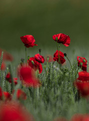 Naklejka premium Poppy flowers in full bloom sticking up through a wheat field in southern Sweden outside the small town of Glumslöv.