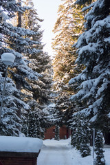 Snow road in the woods