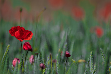 Lonely poppy flower sticking up in a wheat field in southern Sweden. 